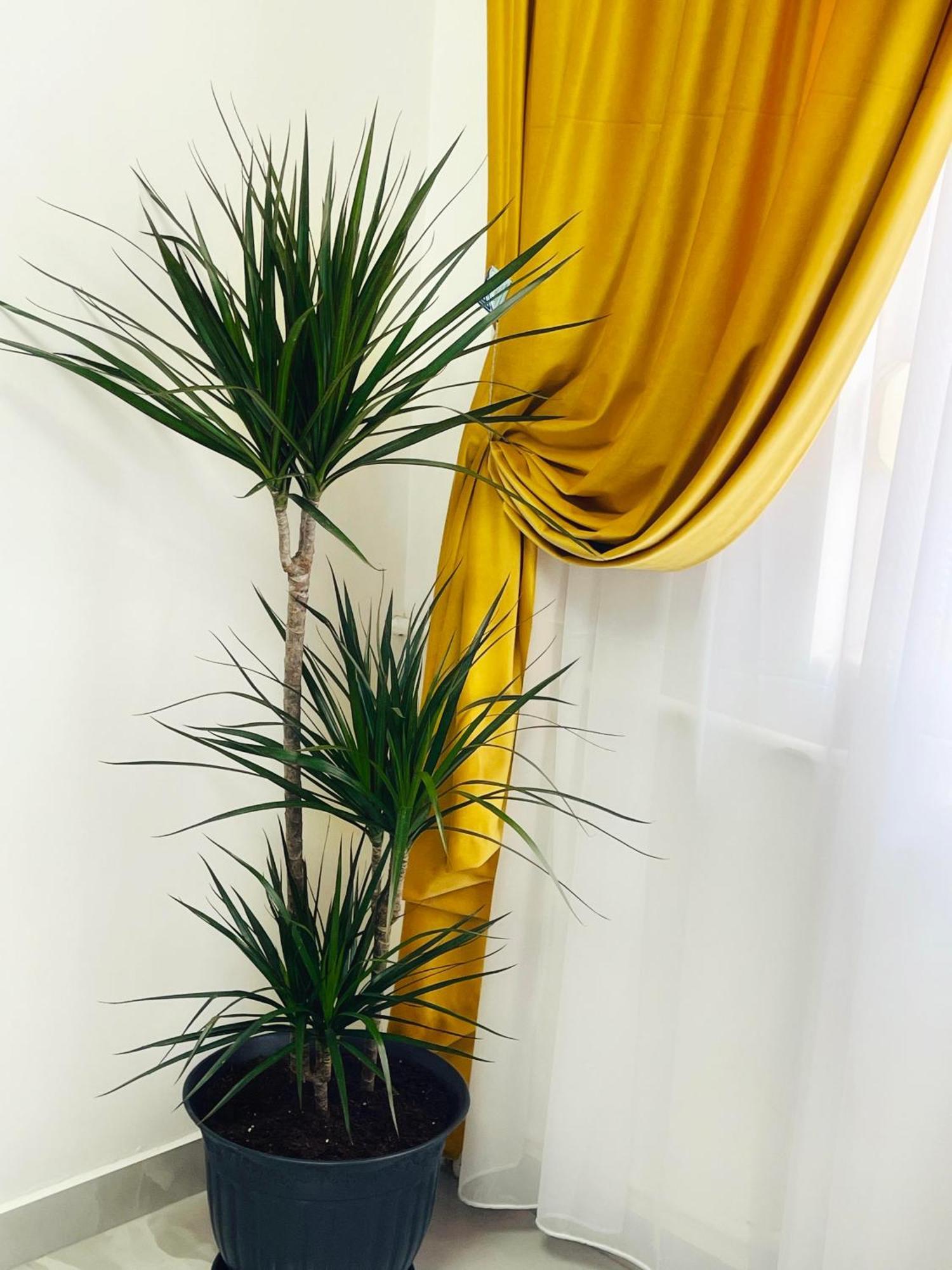 Apartament Premium Isabella Arad Buitenkant foto